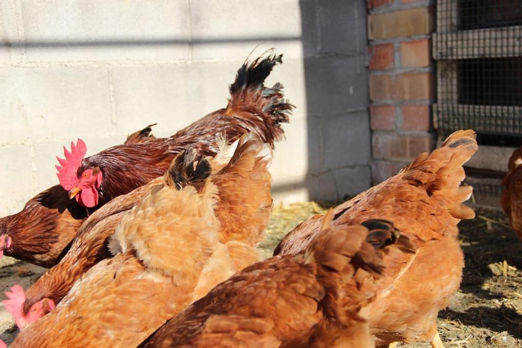 Casa Rural Espasa إسبلوغا ذي فرانكولي المظهر الخارجي الصورة